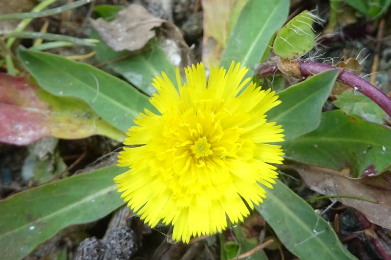 Pilosella officinarum - Asteraceae